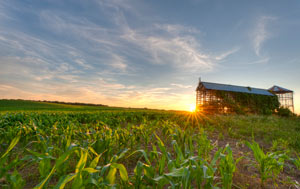 Sunrise over corn field