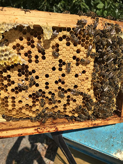 Koog bee adoption with Beeserious.nl