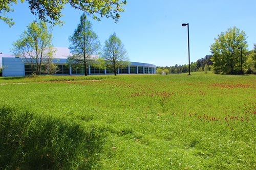 Fields of red clover planted at McIntosh Alabama site