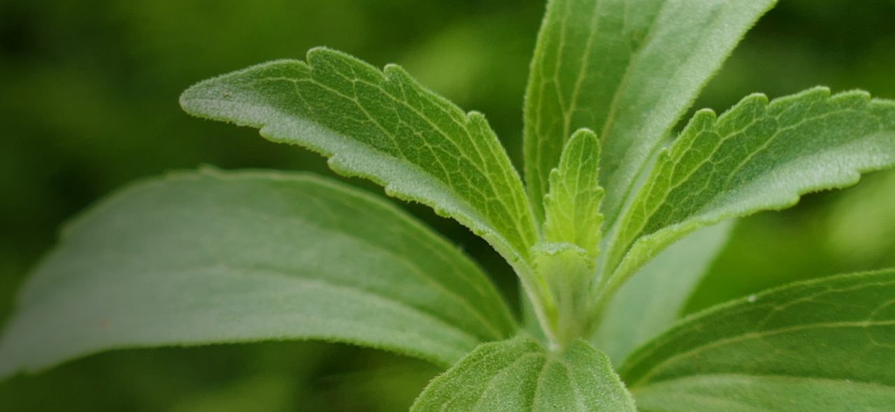 Tate & Lyle and Manus Stevia Leaf Image