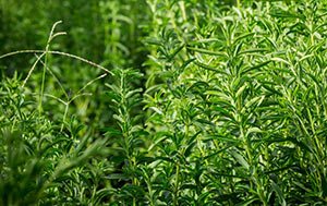 Green field of stevia plants