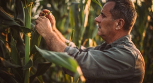 Close-up of farmer tending to crop