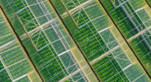 Aerial view of green plants in rows of greenhouses