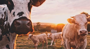 Field of cows in front of a golden sunset