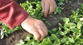 Hands picking sustainably-grown stevia